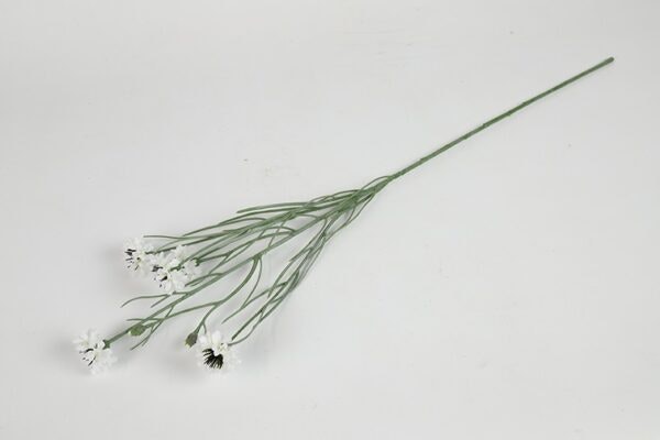 Kornblomst Hvid
