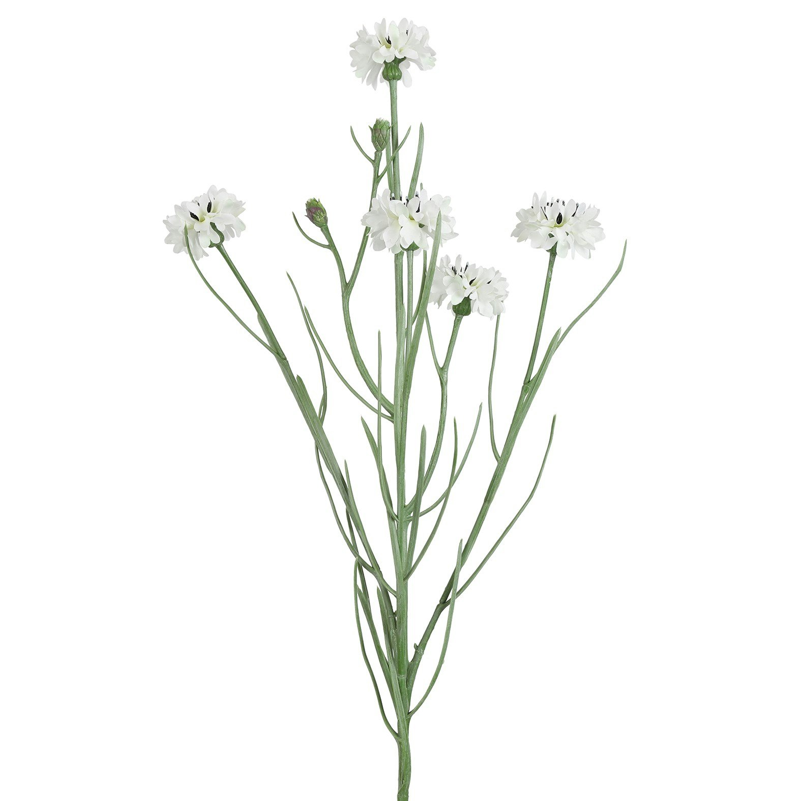 Kornblomst Hvid