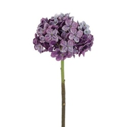 Hortensia lilla