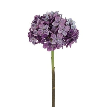 Hortensia lilla