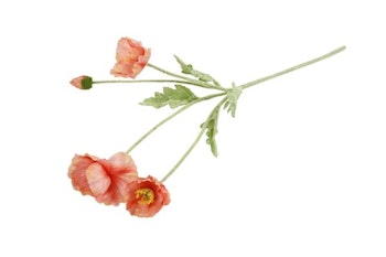 Valmue Sart rosa