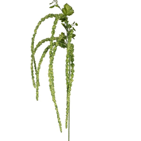 Amaranthus grøn