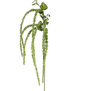 Amaranthus grøn