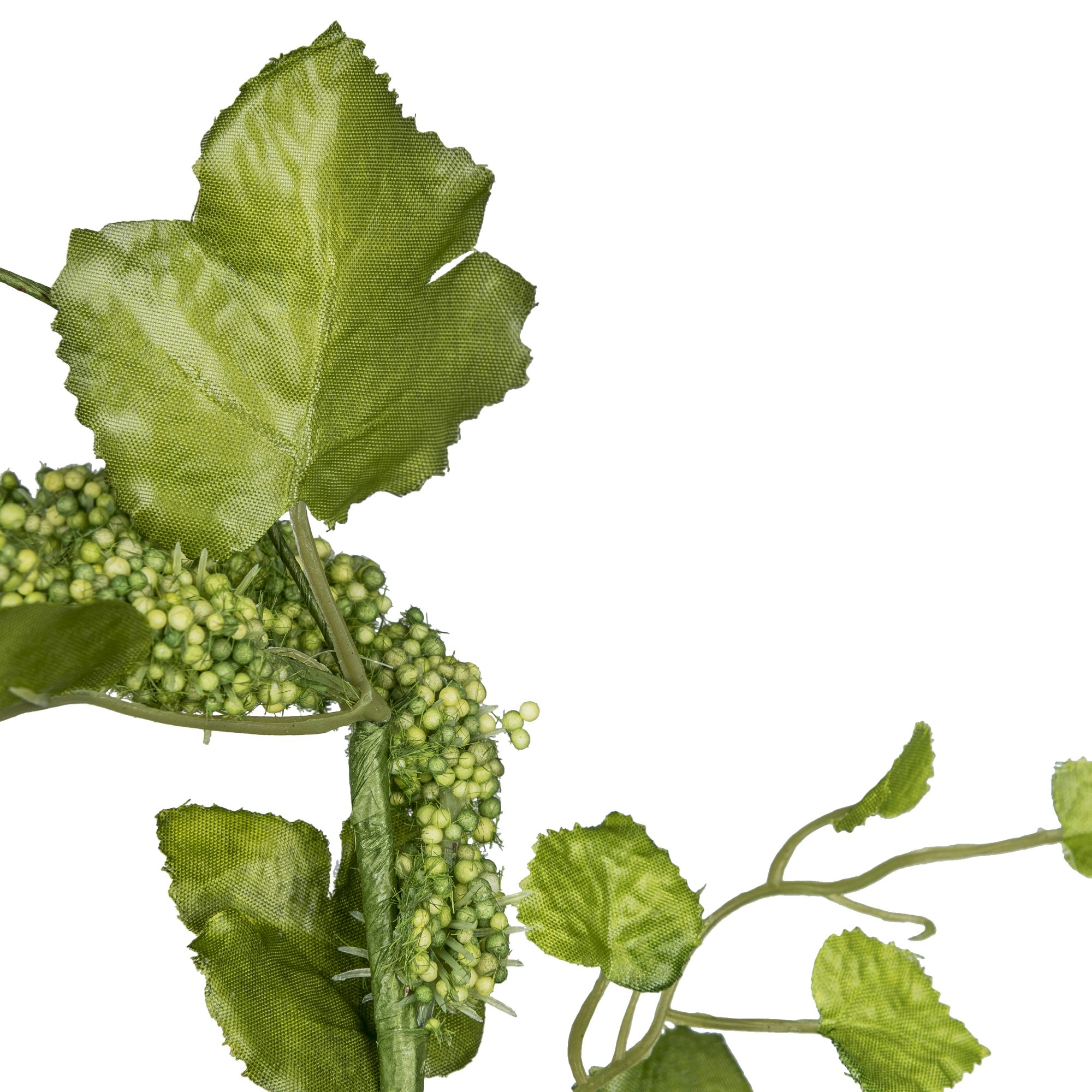 Amaranthus grøn