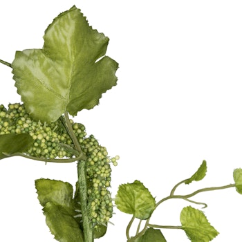 Amaranthus grøn