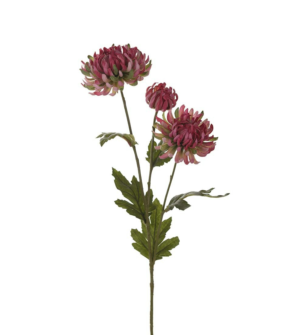 Chrysanthemum Pink