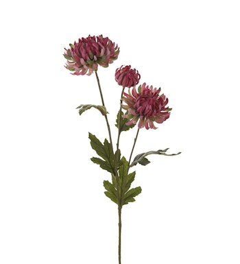 Chrysanthemum Pink