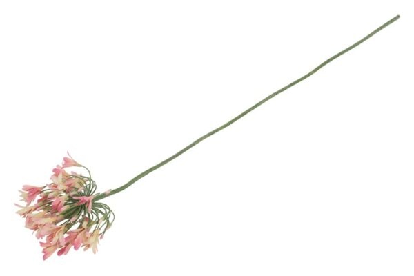 Agapanthus rosa