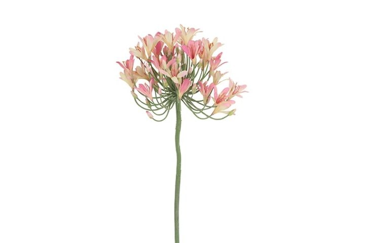 Agapanthus rosa