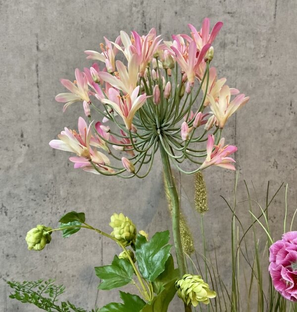 Agapanthus rosa