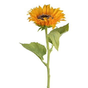 Solsikke