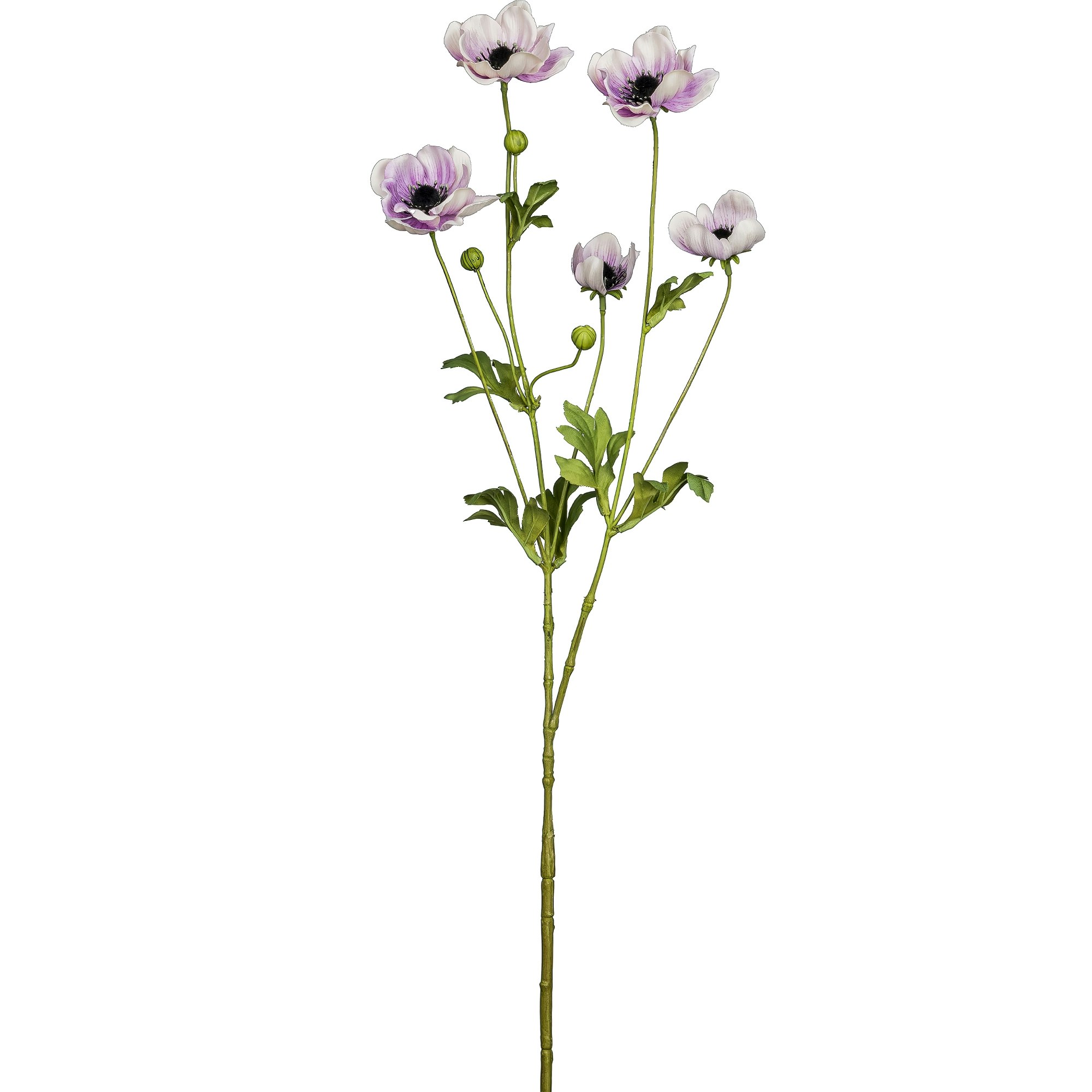 Anemone lys lilla