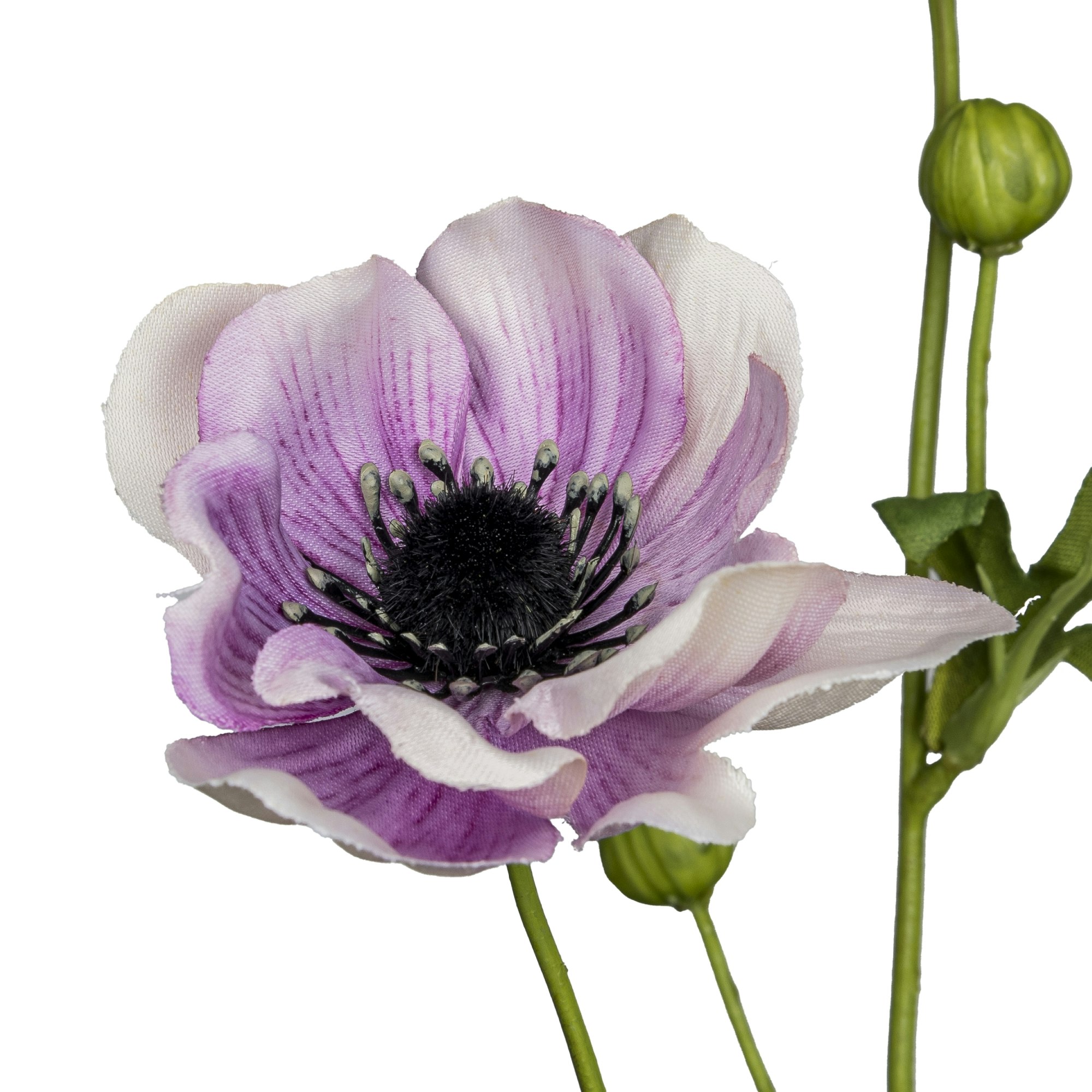 Anemone lys lilla
