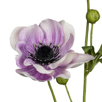 Anemone lys lilla