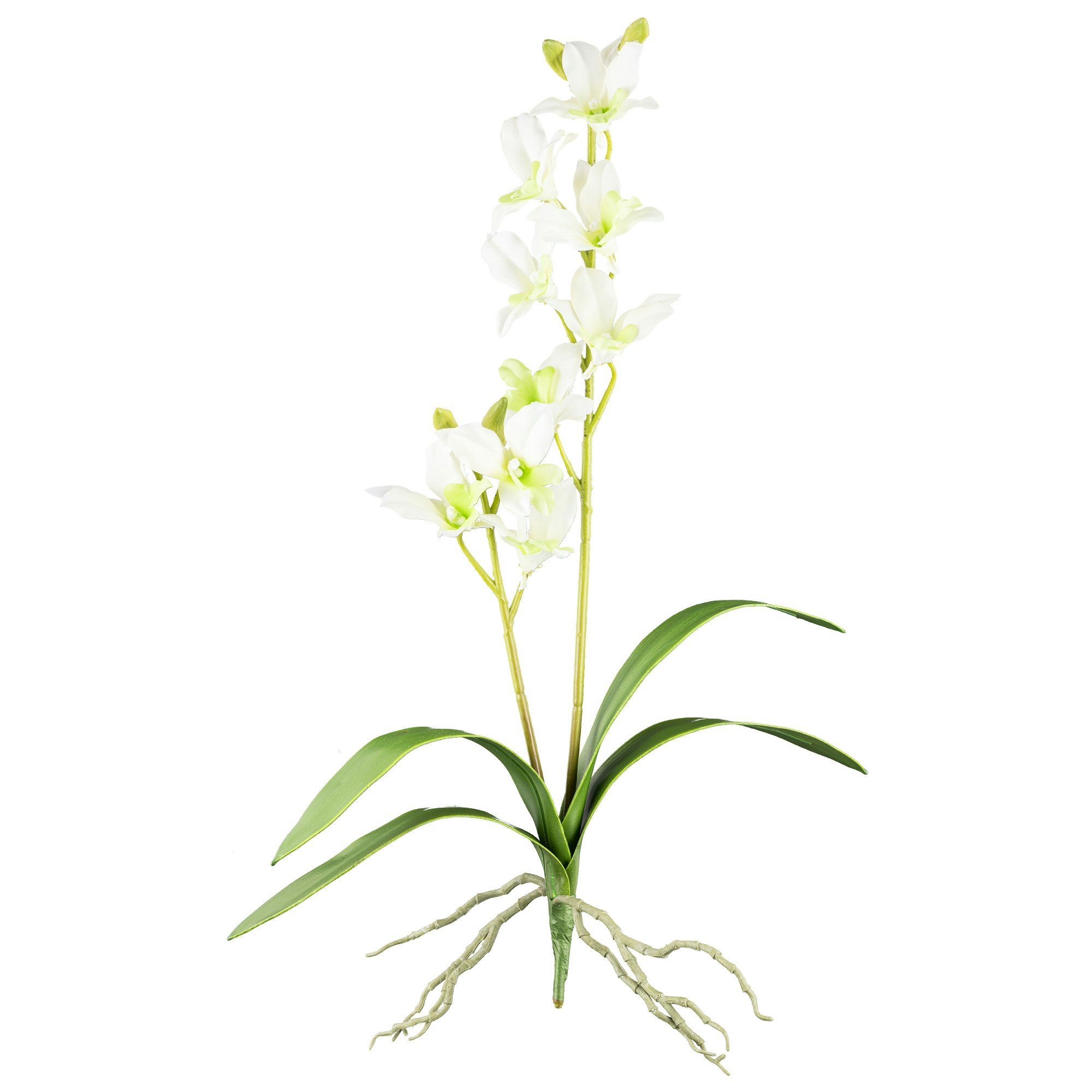 Orkide dendrobie creme