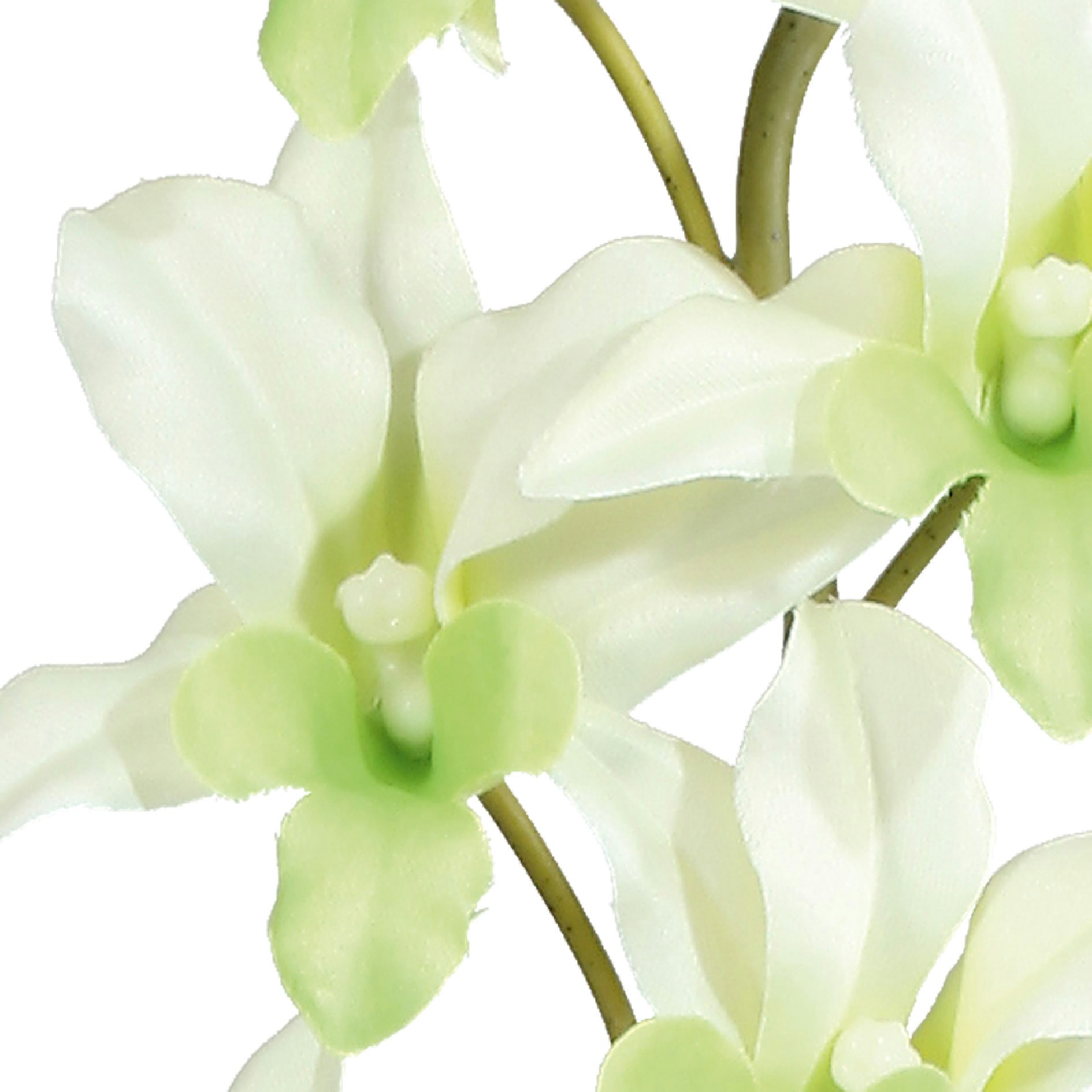 Orkide dendrobie creme