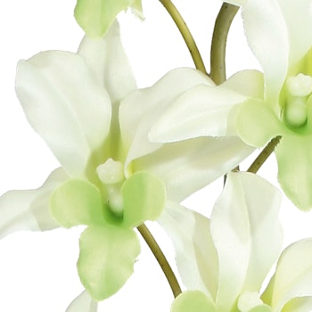 Orkide dendrobie creme