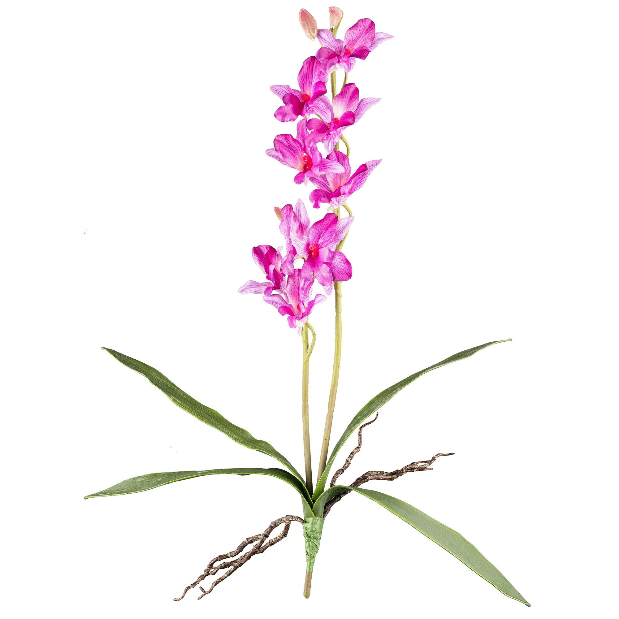 Orkide dendrobie Pink