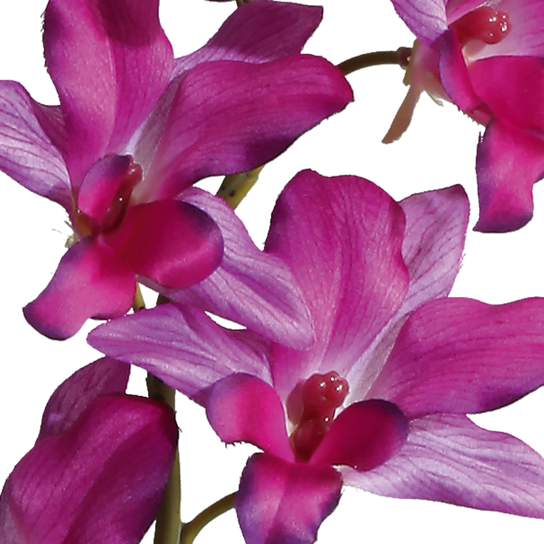 Orkide dendrobie Pink