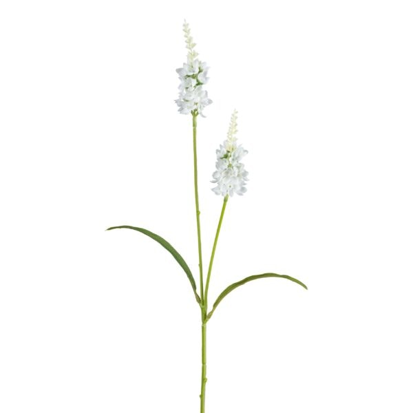 Lysimachia Hvid H 63 cm