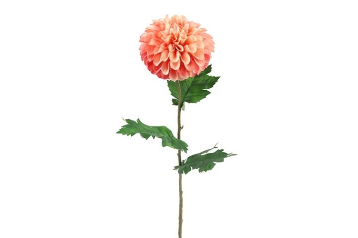 Dahlia sart Rosa