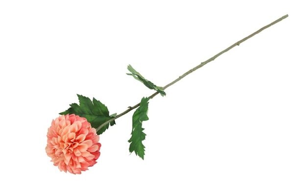 Dahlia sart Rosa