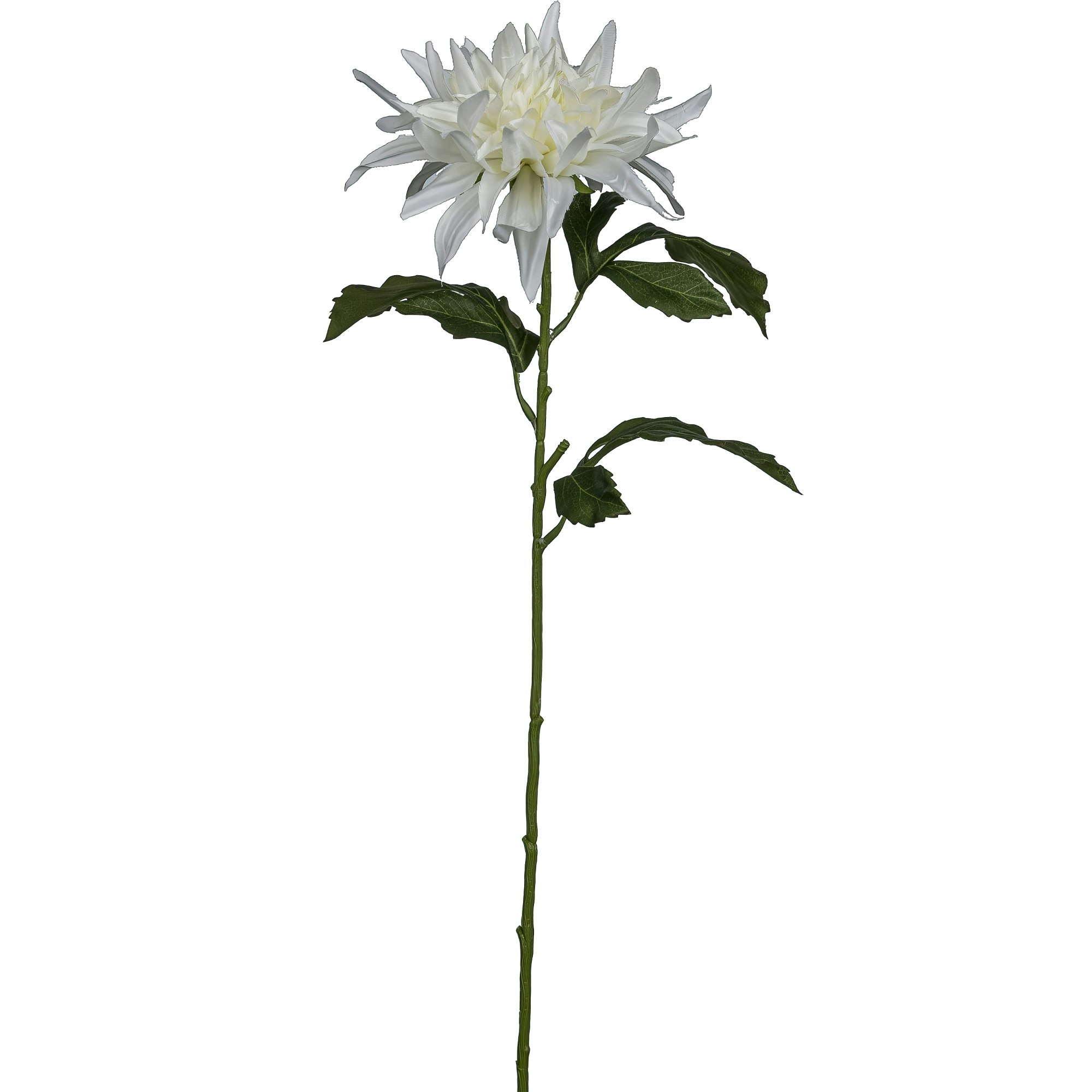 Dahlia Hvid