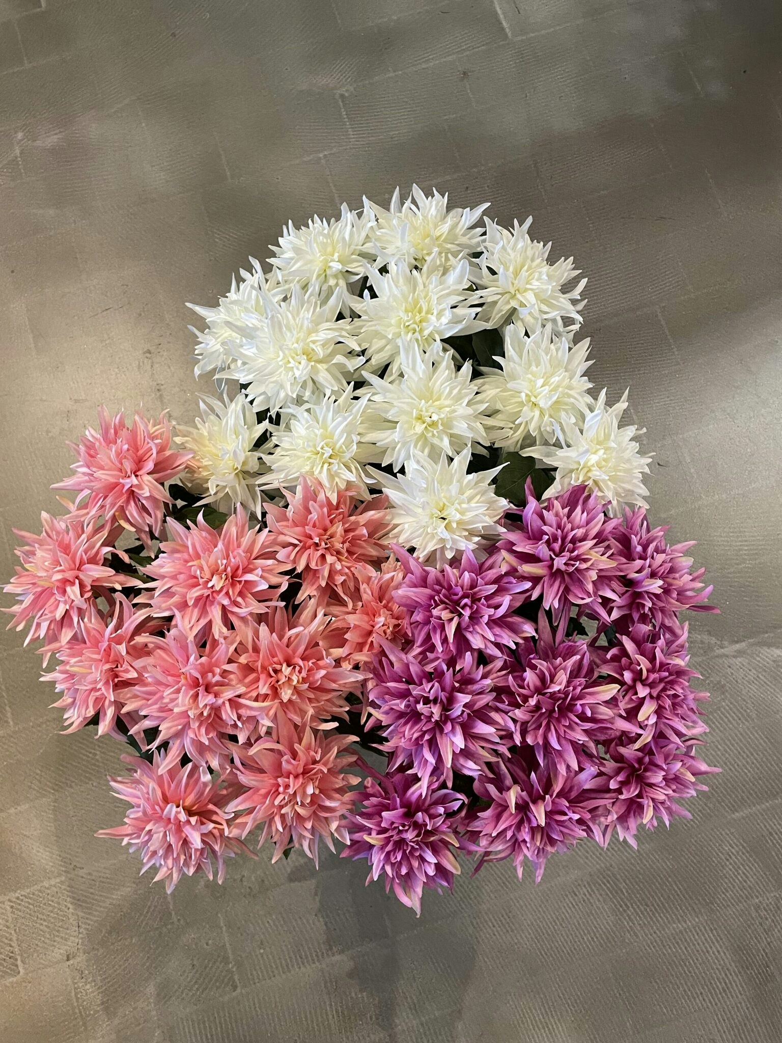 Dahlia Hvid