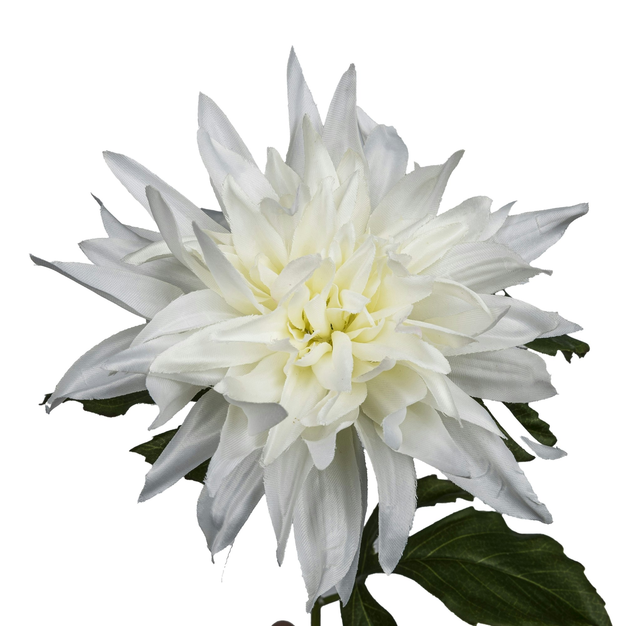 Dahlia Hvid