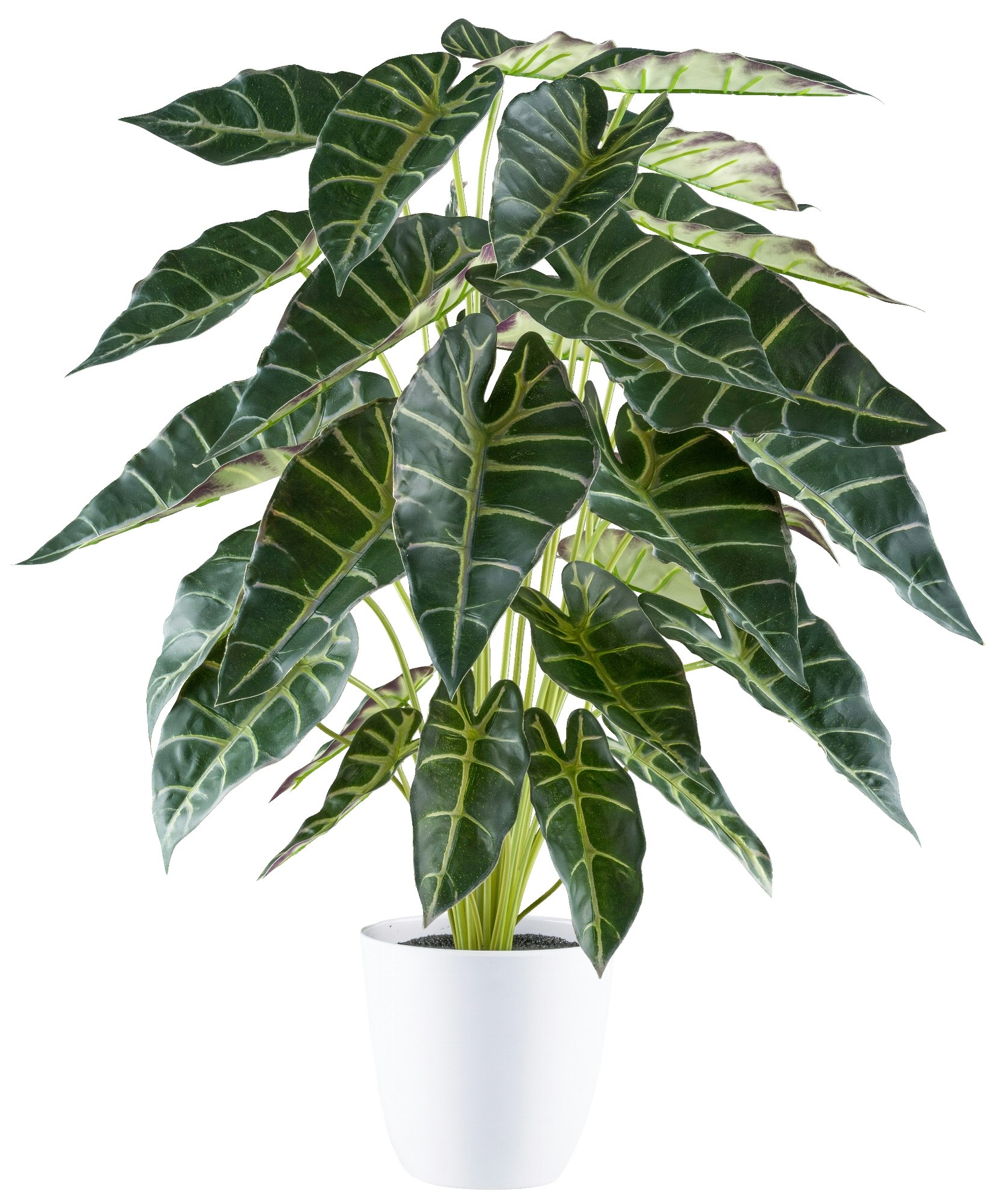 Alocasia plante grøn i potte