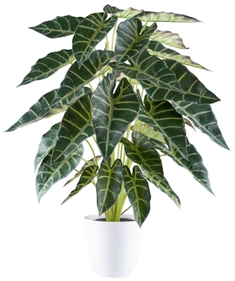 Alocasia plante grøn i potte