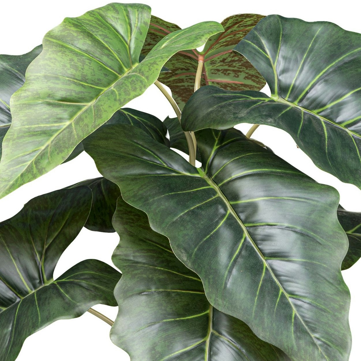 Taro plante grøn