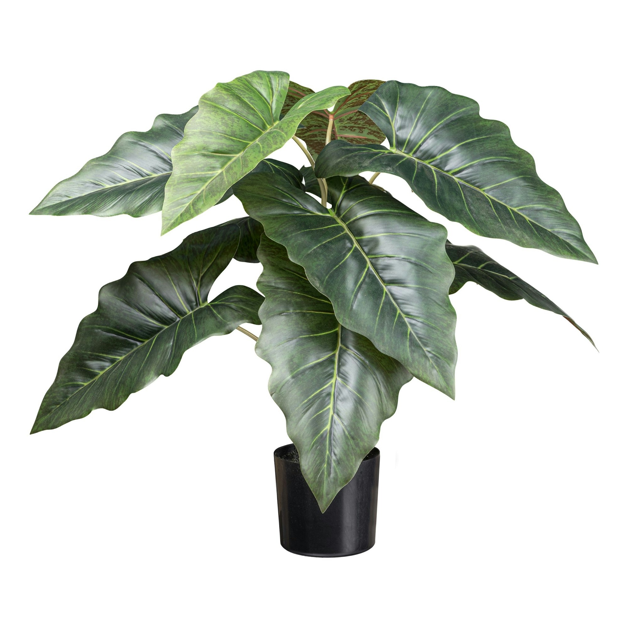 Taro plante grøn