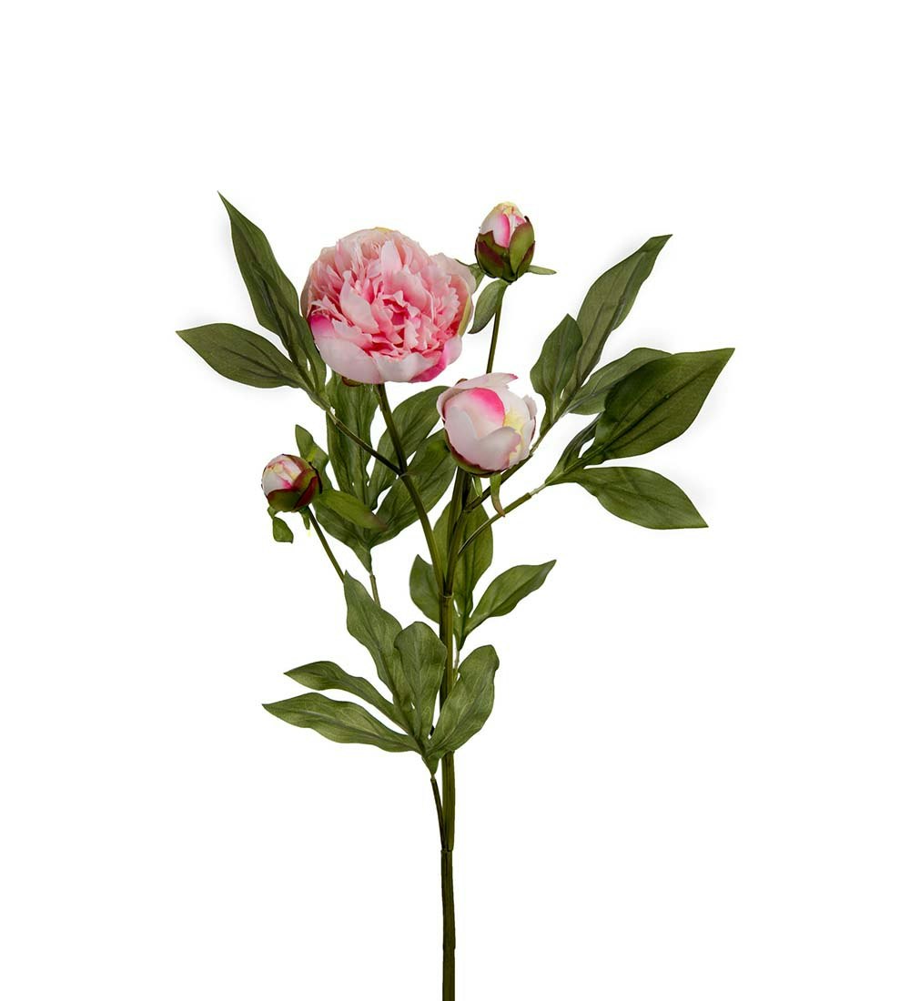 Paeonia Hvid/pink