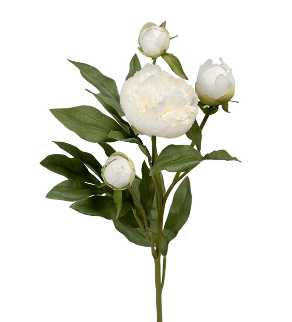 Paeonia Hvid