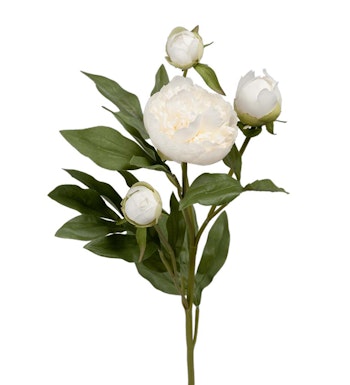 Paeonia Hvid