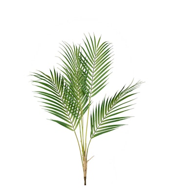 Bergs palme blad