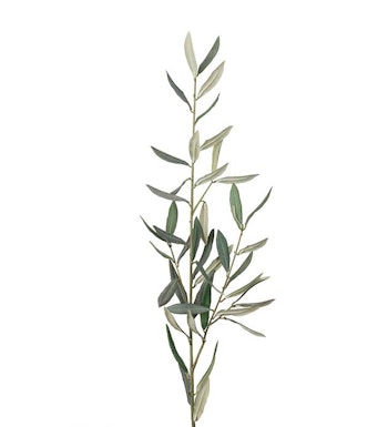 Olivengren