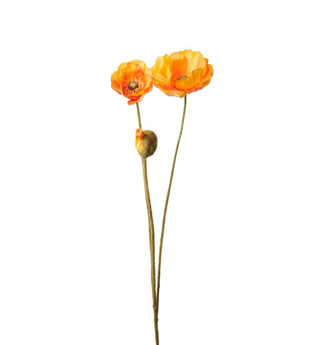 Valmue Orange
