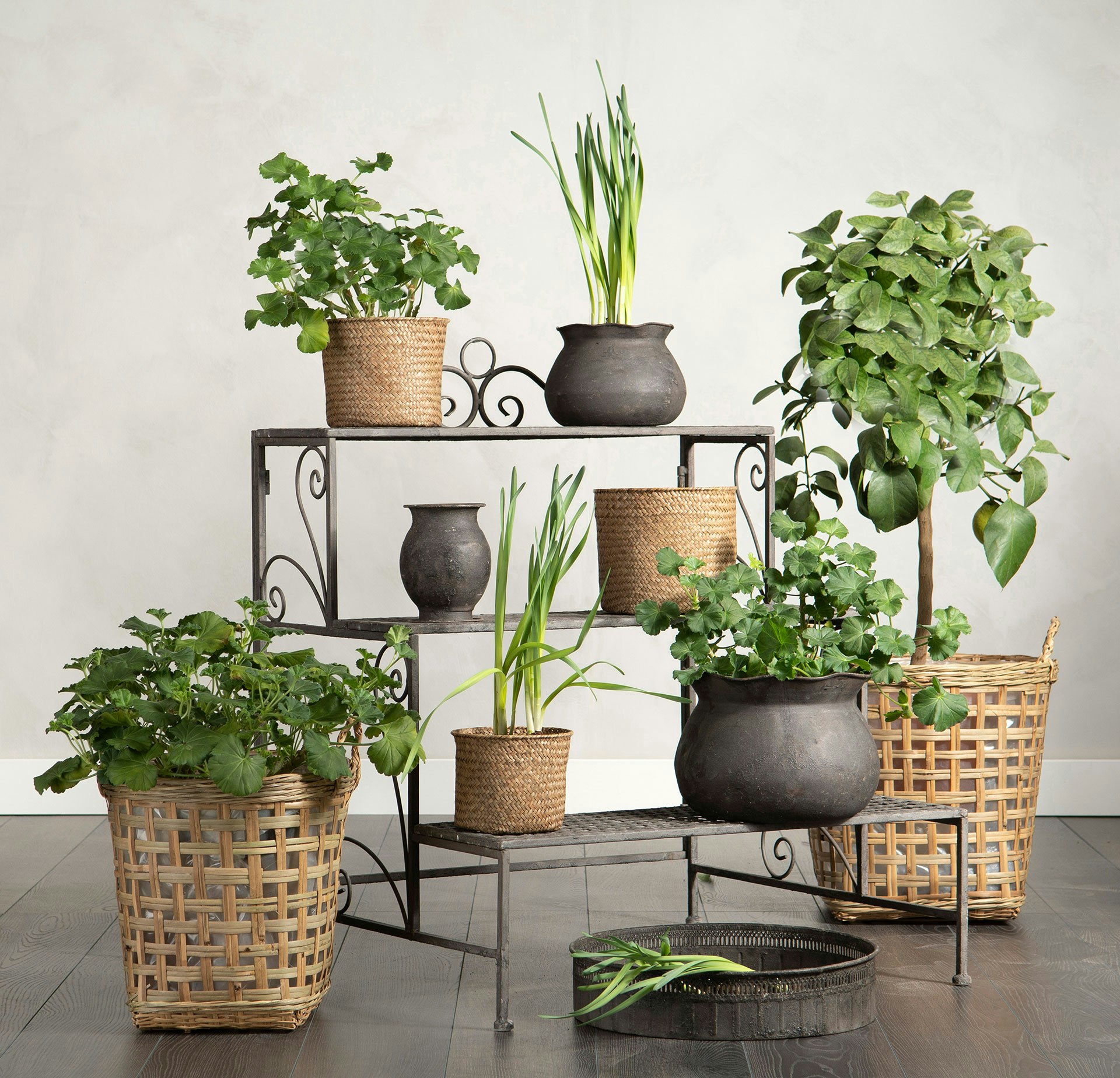 Plante trappe