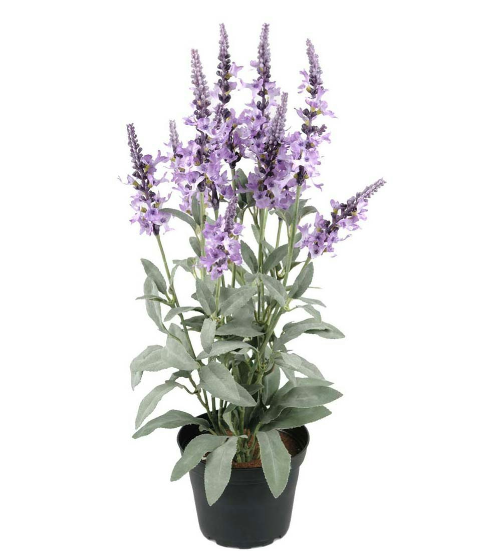 Lavendel i potte