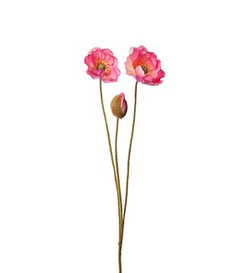 Valmue Pink