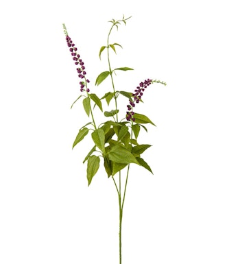 Lavendel busk