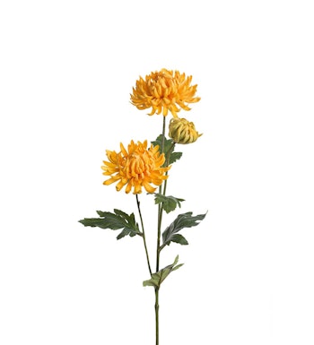 Chrysanthemum Gul
