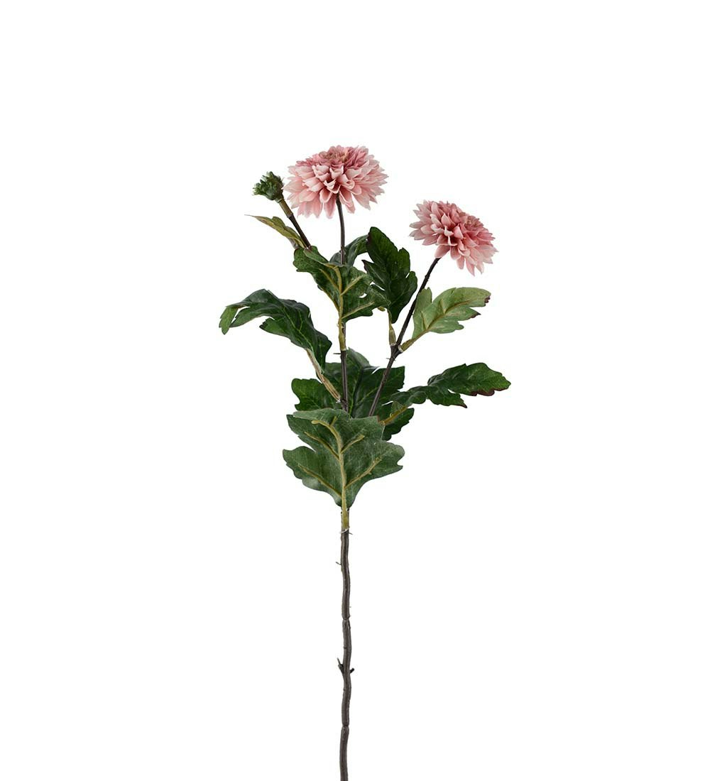 Chrysanthemum Gl. rosa