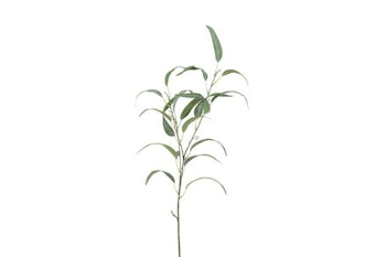 Eucalyptus grøn