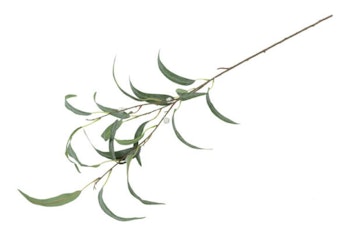 Eucalyptus grøn