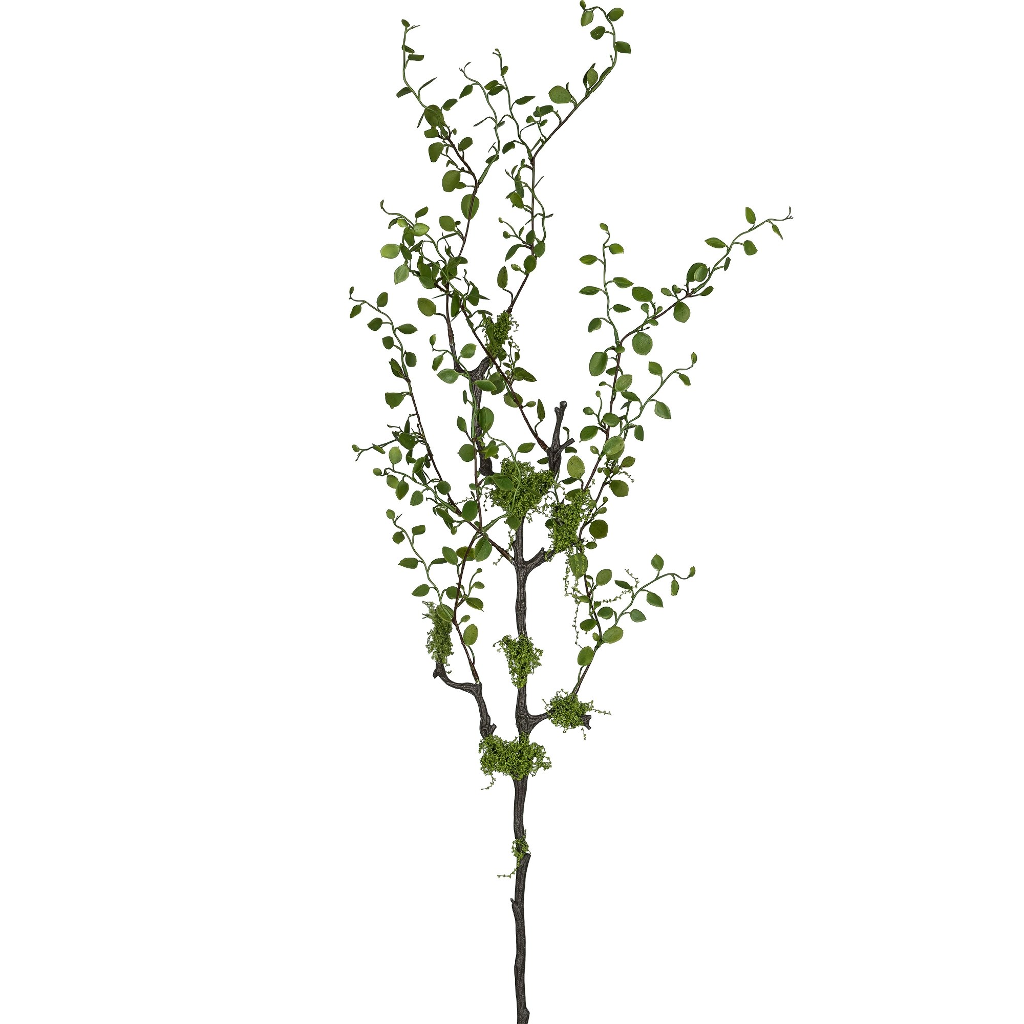 Muhlenbeckia gren