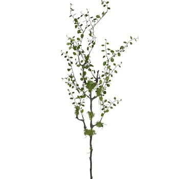 Muhlenbeckia gren