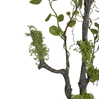 Muhlenbeckia gren